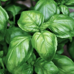 Jardinière aromatique