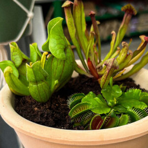 Composition de plantes carnivores