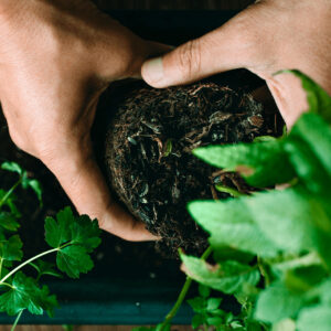 Potager en jardinière