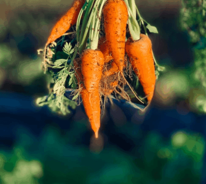 Carottes